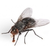 Co skutecznie zwalcza muchy? Pozbądź się much z mieszkania, ogrodu i gospodarstwa